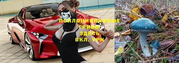 прущие грибы Зеленокумск